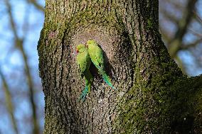 BELGIUM-BRUSSELS-ENVIRONMENT