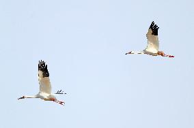 CHINA-LIAONING-HUANZIDONG WETLAND-MIGRANT BIRDS(CN)