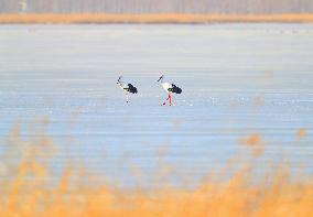 CHINA-LIAONING-HUANZIDONG WETLAND-MIGRANT BIRDS(CN)