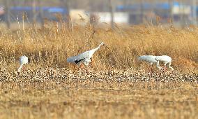 CHINA-LIAONING-HUANZIDONG WETLAND-MIGRANT BIRDS(CN)