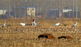 CHINA-LIAONING-HUANZIDONG WETLAND-MIGRANT BIRDS(CN)