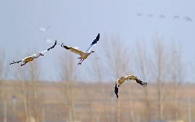 CHINA-LIAONING-HUANZIDONG WETLAND-MIGRANT BIRDS(CN)