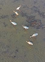 CHINA-LIAONING-HUANZIDONG WETLAND-MIGRANT BIRDS(CN)