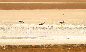 CHINA-LIAONING-HUANZIDONG WETLAND-MIGRANT BIRDS(CN)