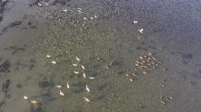 CHINA-LIAONING-HUANZIDONG WETLAND-MIGRANT BIRDS(CN)