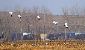 CHINA-LIAONING-HUANZIDONG WETLAND-MIGRANT BIRDS(CN)