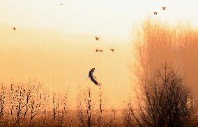 CHINA-LIAONING-HUANZIDONG WETLAND-MIGRANT BIRDS(CN)