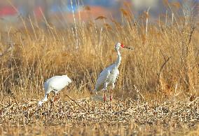 CHINA-LIAONING-HUANZIDONG WETLAND-MIGRANT BIRDS(CN)