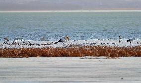 CHINA-LIAONING-HUANZIDONG WETLAND-MIGRANT BIRDS(CN)