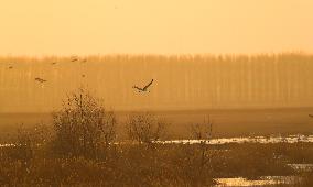 CHINA-LIAONING-HUANZIDONG WETLAND-MIGRANT BIRDS(CN)