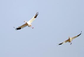 CHINA-LIAONING-HUANZIDONG WETLAND-MIGRANT BIRDS(CN)