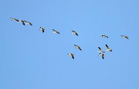 CHINA-LIAONING-HUANZIDONG WETLAND-MIGRANT BIRDS(CN)