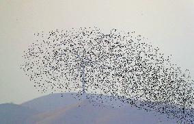 CHINA-LIAONING-HUANZIDONG WETLAND-MIGRANT BIRDS(CN)