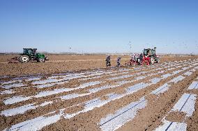 CHINA-HEBEI-FARMING (CN)