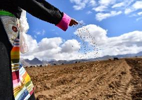 (InTibet)CHINA-TIBET-LHASA-SPRING PLOWING CEREMONY (CN)