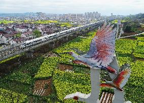 CHINA-SHAANXI-HANZHONG-COLE FLOWERS (CN)