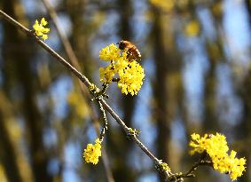 GERMANY-BERLIN-SPRING