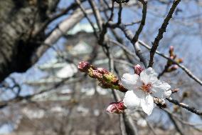 Osaka sample cherry tree blooms