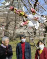 Osaka sample cherry tree blooms