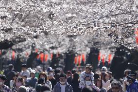 Ueno Park cherry trees bloom