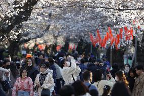 Ueno Park cherry trees bloom