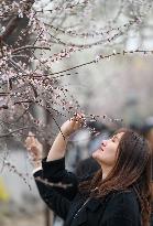 CHINA-TIANJIN-PEACH BLOSSOM (CN)
