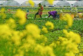 #CHINA-CHUNFEN-SPRING-FARMING (CN)