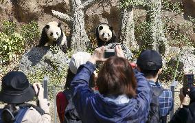 Twin giant pandas at Ueno zoo