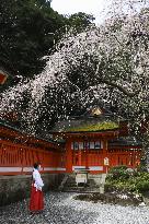 Weeping cherry tree in Japan shrine