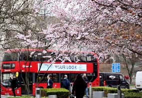 BRITAIN-LONDON-CHERRY BLOSSOMS