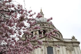 BRITAIN-LONDON-CHERRY BLOSSOMS