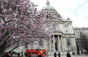 BRITAIN-LONDON-CHERRY BLOSSOMS