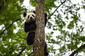 CHINA-SICHUAN-CHENGDU-GIANT PANDA (CN)