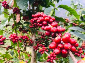 CHINA-YUNNAN-SPECIALTY COFFEE BUSINESS (CN)