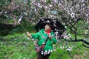 CHINA-ZHEJIANG-HANGZHOU-PEACH BLOSSOMS (CN)