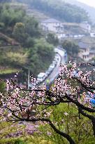 CHINA-ZHEJIANG-HANGZHOU-PEACH BLOSSOMS (CN)