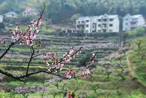 CHINA-ZHEJIANG-HANGZHOU-PEACH BLOSSOMS (CN)