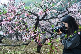 CHINA-ZHEJIANG-HANGZHOU-PEACH BLOSSOMS (CN)