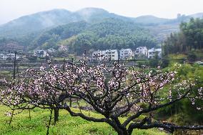 CHINA-ZHEJIANG-HANGZHOU-PEACH BLOSSOMS (CN)