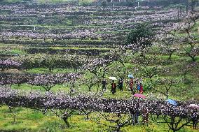 CHINA-ZHEJIANG-HANGZHOU-PEACH BLOSSOMS (CN)