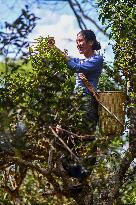 CHINA-YUNNAN-JINGMAI MOUNTAIN-TEA PICKING (CN)