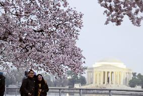 U.S. cherry blossom festival begins in Washington