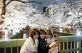 Meguro River cherry blossoms