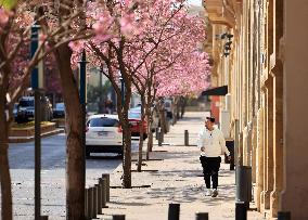 LEBANON-BEIRUT-SPRING-FLOWERS