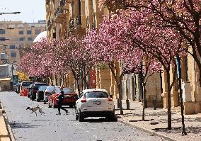 LEBANON-BEIRUT-SPRING-FLOWERS