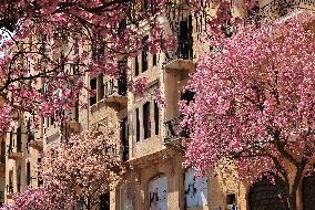 LEBANON-BEIRUT-SPRING-FLOWERS