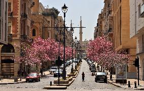 LEBANON-BEIRUT-SPRING-FLOWERS