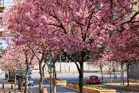 LEBANON-BEIRUT-SPRING-FLOWERS