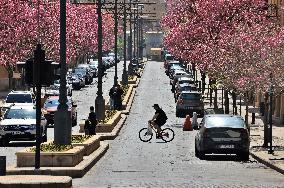 LEBANON-BEIRUT-SPRING-FLOWERS