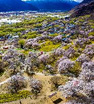 CHINA-TIBET-NYINGCHI-SPRING SCENERY (CN)